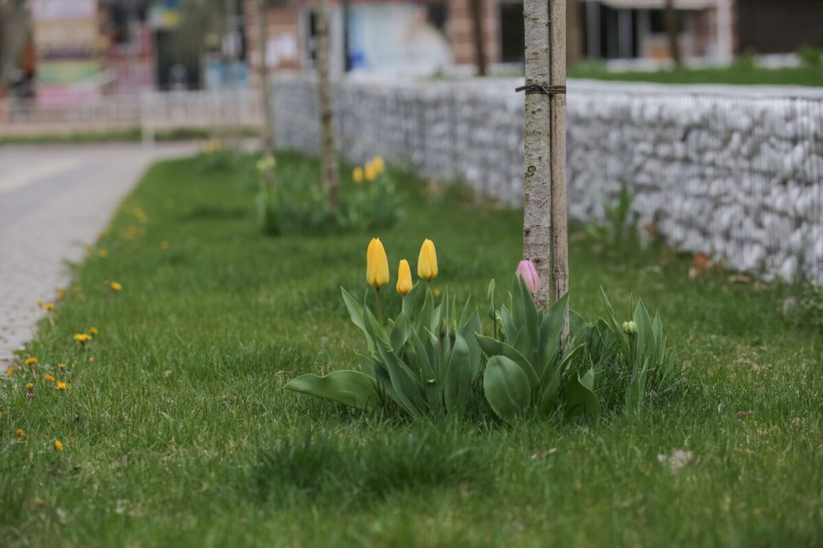 Цвітуть тюльпани в неокупованому Херсоні. Квітень 2023 року, "Вечір.медіа"