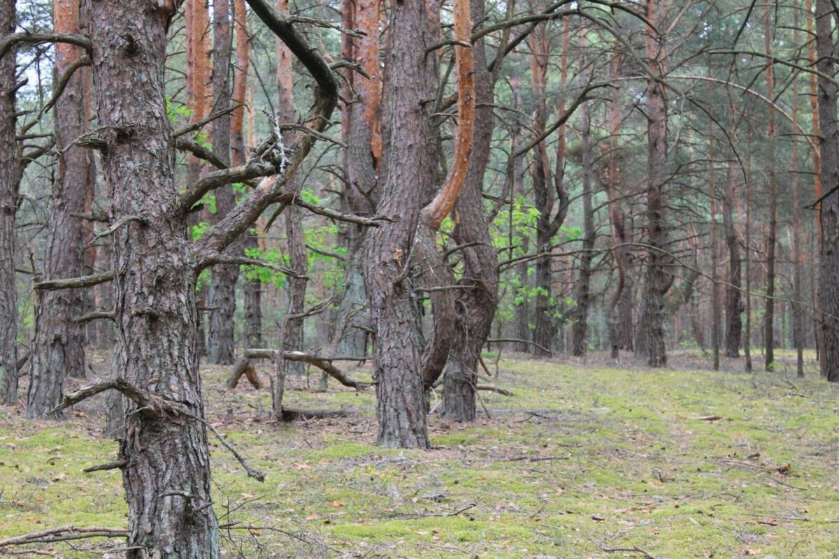 покручені сосни у Красносільському лісництві
