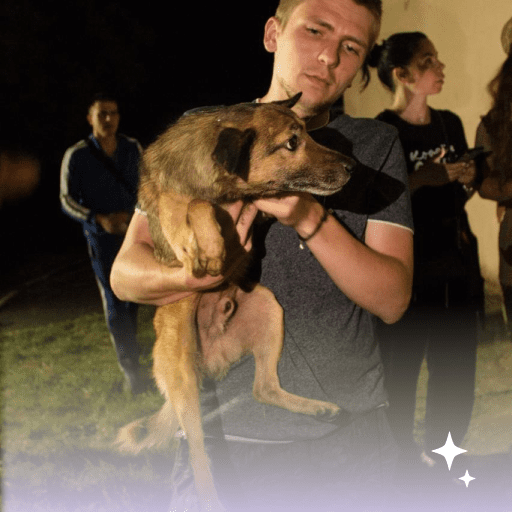 Встигнути до комендантської години: як волонтери рятують тварин на Херсонщині