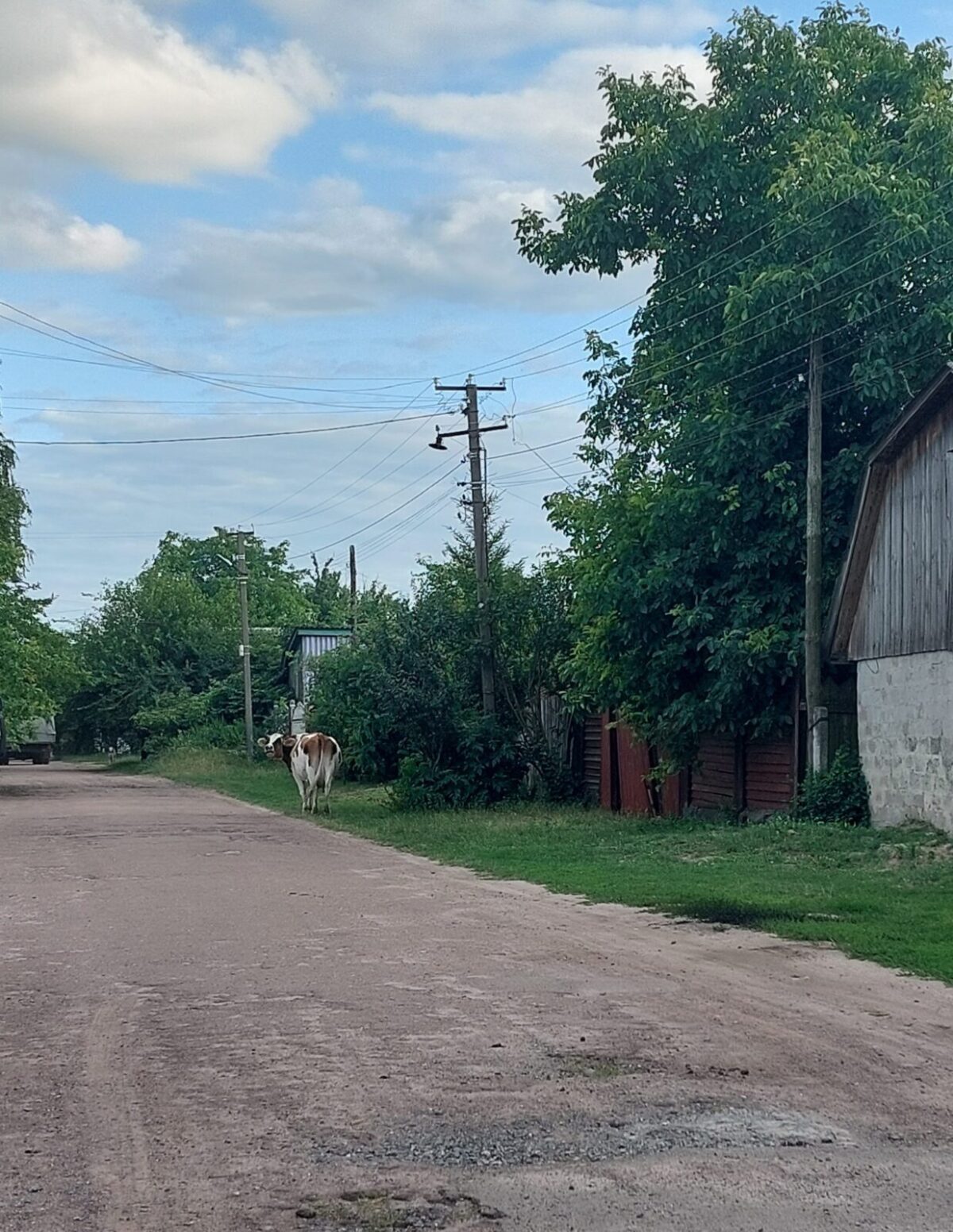 корова на дорозі села Количівка