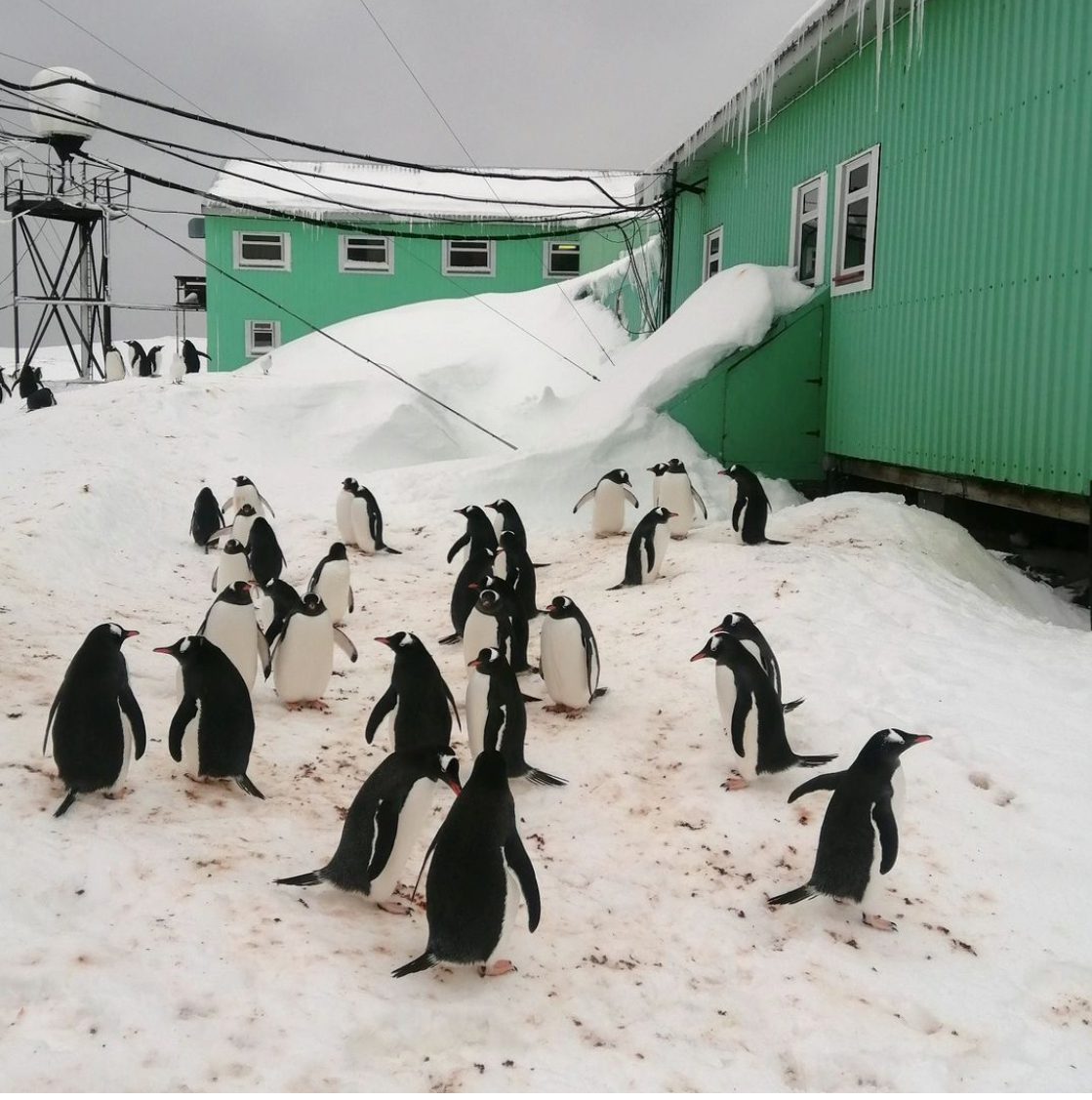 Пінгвіни біля станції «Академік Вернадський» в Антарктиді