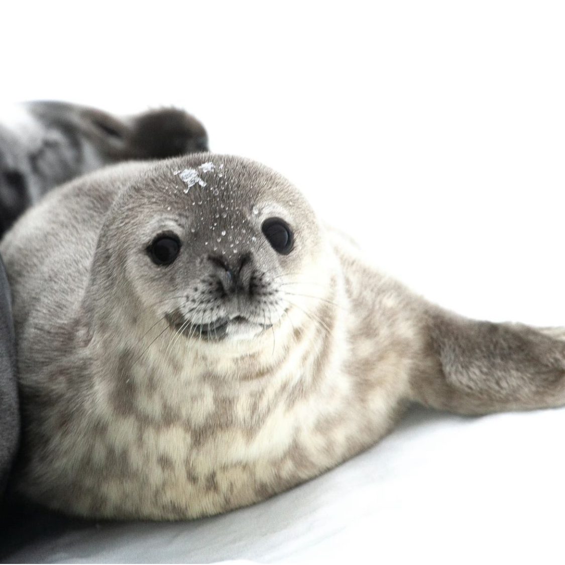 Дитинча тюленя в Антарктиді