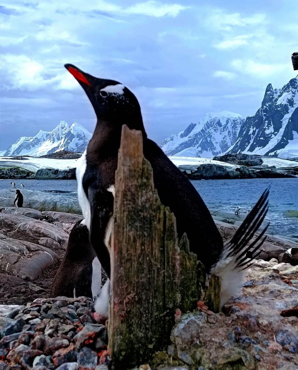 Пінгвін в Антарктиді дивиться в небо