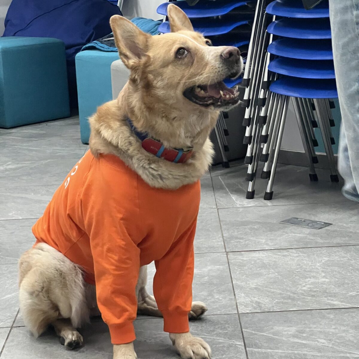 собака, собака у помаранчевій кофті