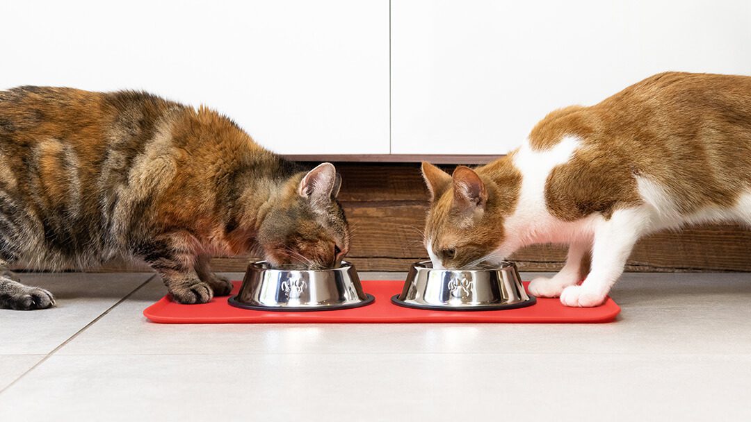 Здорове харчування для вашого кота: приклади кормів Purina
