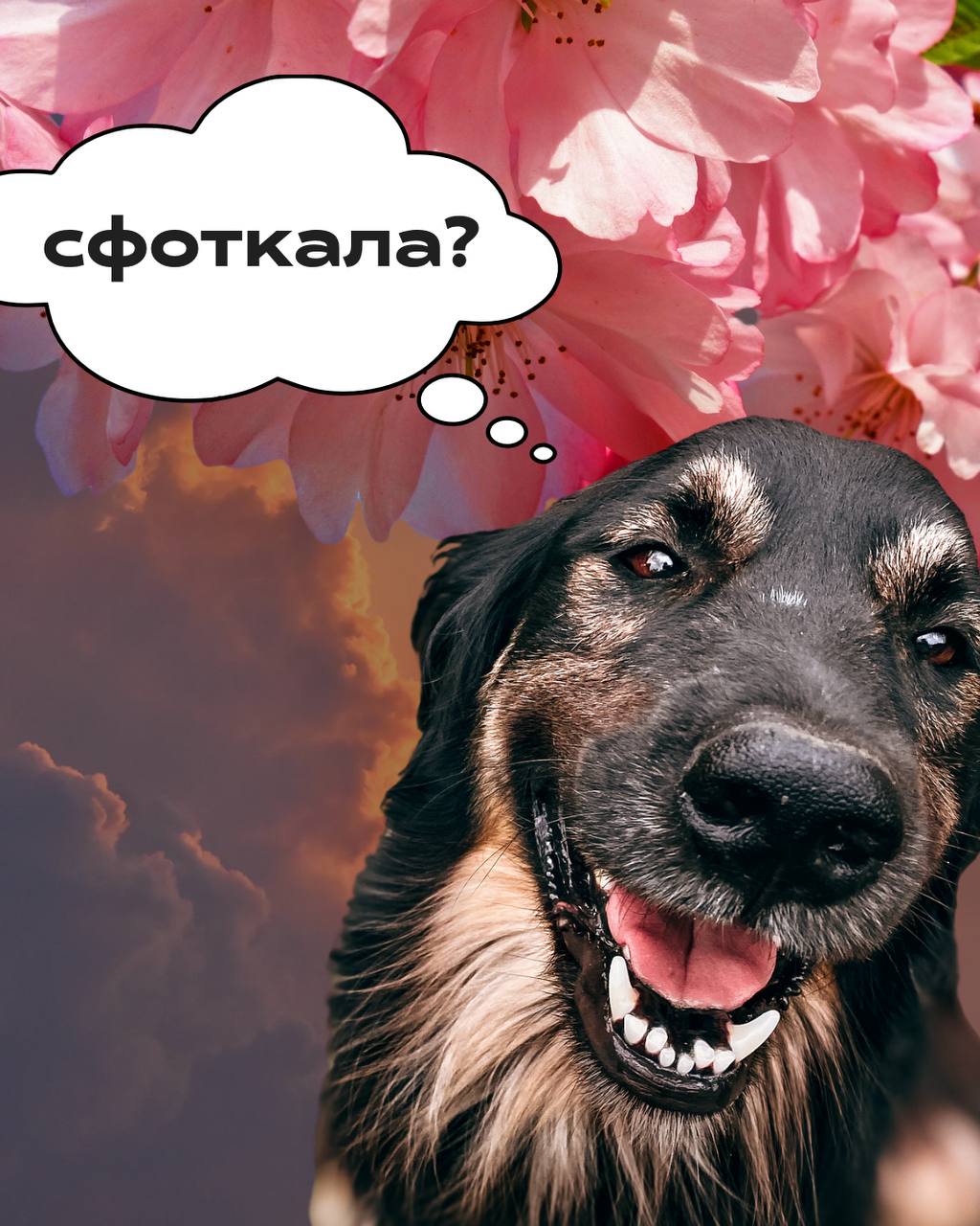 Сакури квітнуть не тільки на Закарпатті. Де шукати весняне цвітіння в Києві й околицях